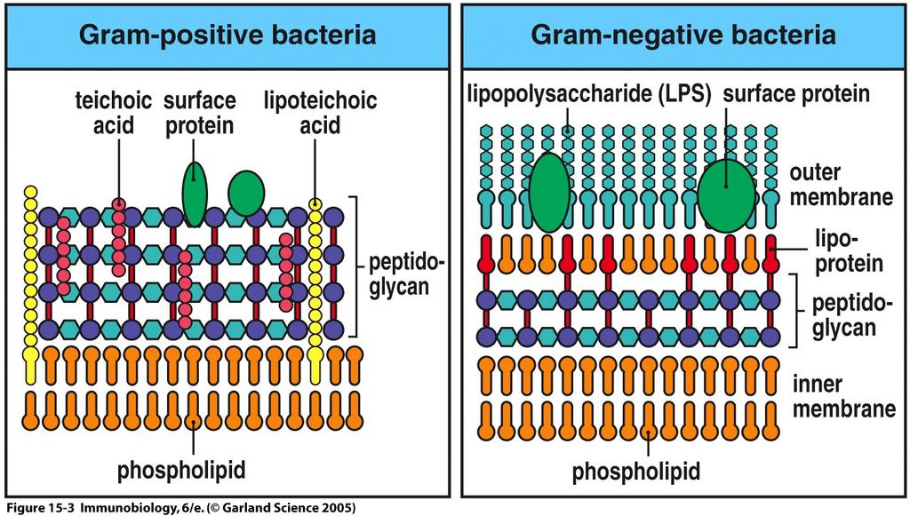 Pathogens have different mebrane