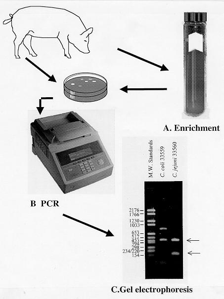 Figure 1. PCR-based detection of thermotolerant Campylobacter in poultry. (A) Samples are enriched in TranÕs media and then plated to Campy Cefex agar.