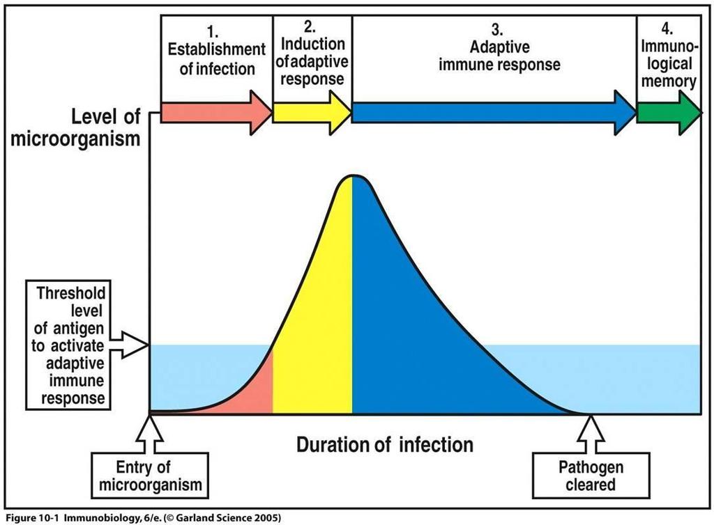 Phases of Infection stuhl für Maschinenelemente und Fördertechnik