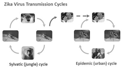 Flaviviridae Closely related to dengue, yellow fever, Japanese encephalitis and West Nile viruses Transmitted to humans primarily
