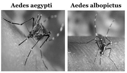 mosquito to person transmission cycle Aedes species mosquitoes Ae aegypti (Yellow fever mosquito) more efficient vectors for humans