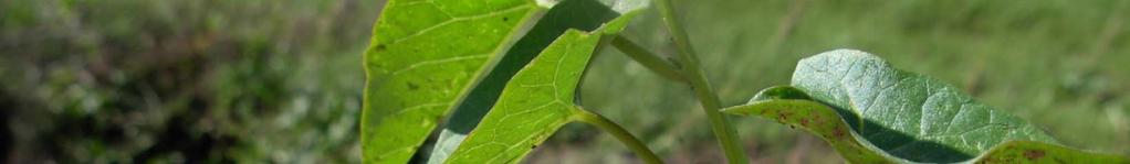 Hedge Bindweed Leaf blades