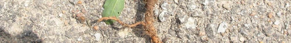 root of other broadleaf weeds