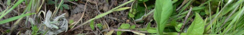 Field Bindweed Leaf