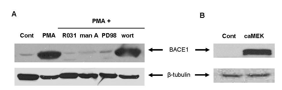 56 shown in Fig.6A, PMA-induced BACE1 expression is blocked by pretreatment with R031-8220, manumycin A, and PD98059 but not wortmannin.