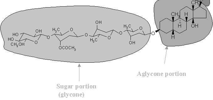 Glycosides Organic natural compounds present in a lot of plants and some animals, these compounds