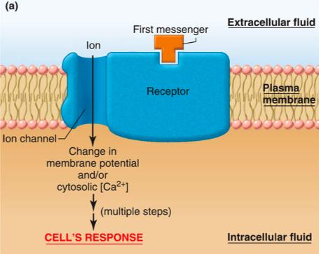 Ligand Gated Ion Channels Receptor activation opens an ion channel Increases membrane permeability of