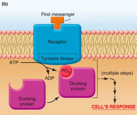 Receptor Tyrosine Kinases Intrinsic enzyme activity Regulates Cell proliferation Cell