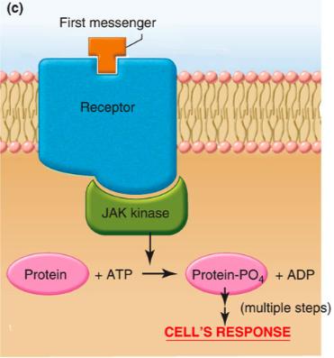 Receptors That Activate JAK Kinase Receptor activation activates the associated JAK