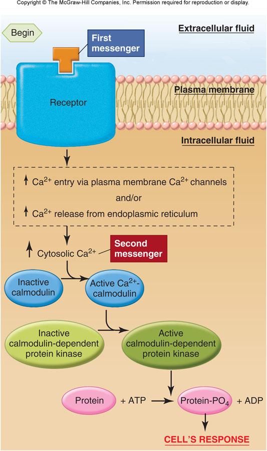 Calcium (Ca 2+ ) 2 nd messenger Remember active transport systems in