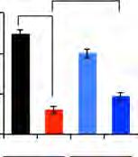 (c) Quantification of average adipocyte size ( adipocytes/field; n ¼ random fields; n ¼ 5 mice for each group).