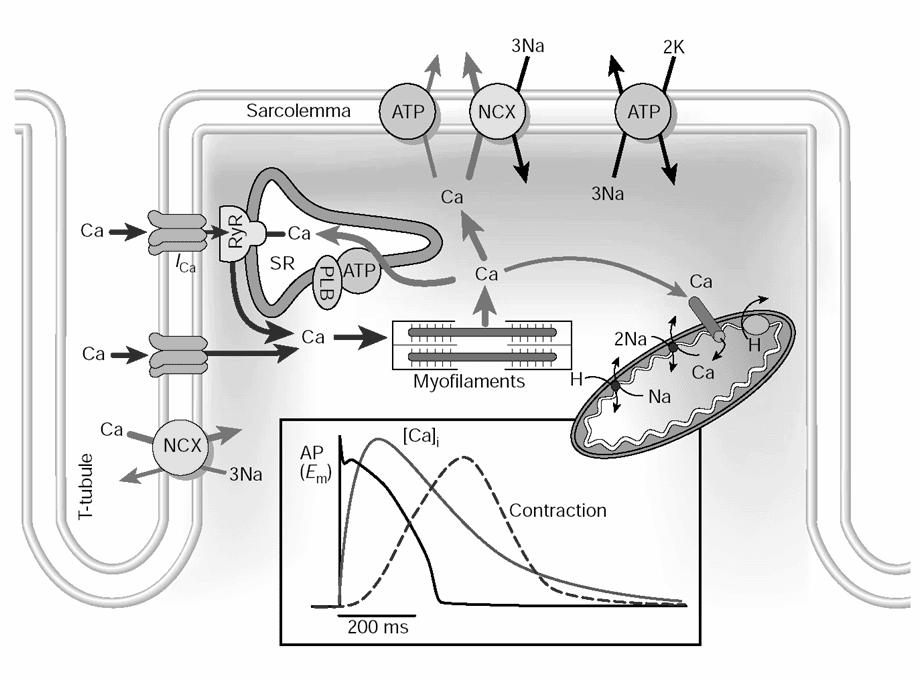 mouse and rat ventricle (which also show very spikelike action potentials) poorly mimic human with respect to the quantitative balance of cellular Ca 2+ flux (Fig. 4).