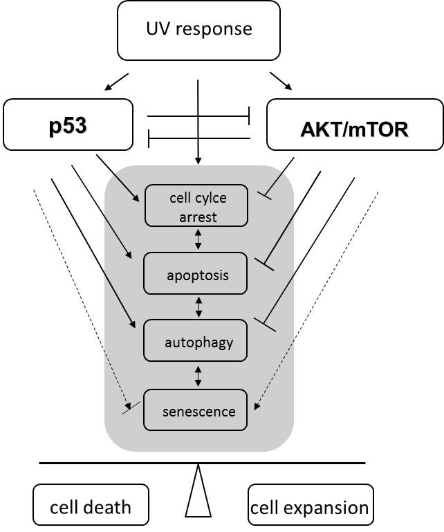 Int. J. Mol. Sci. 2013, 14 15262 Figure 1. The role of p53 and AKT/mTOR in cellular responses to ultraviolet (UV) radiation. UV activates both, p53 and AKT/mTOR signaling pathways.