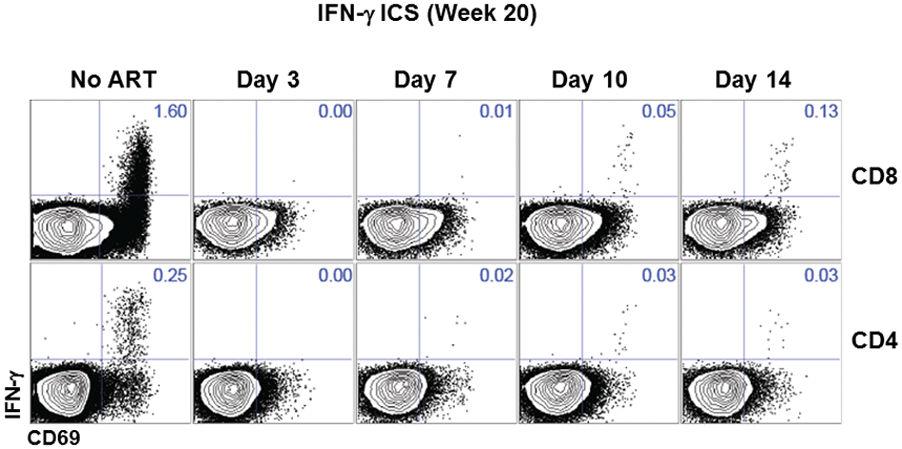 Whitney et al. Page 10 Extended Data Figure 3. Intracellular cytokine staining raw data of Gag-specific CD8+ and CD4+ T cells.