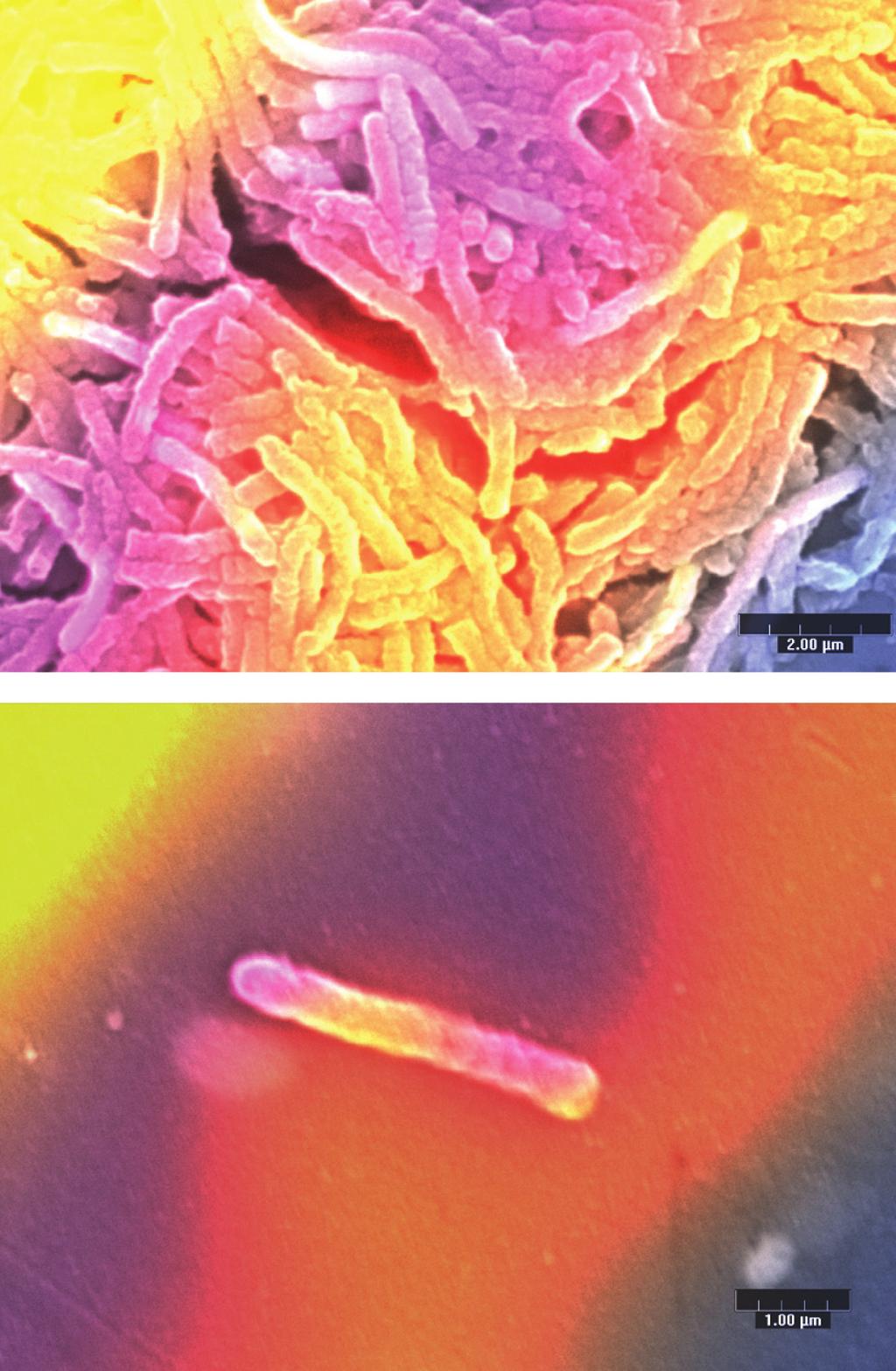 Bacillus coagulans as a probiotic D. Keller et al. 107 Figure 1. Scanning electron micrographs of Bacillus coagulans BC30.