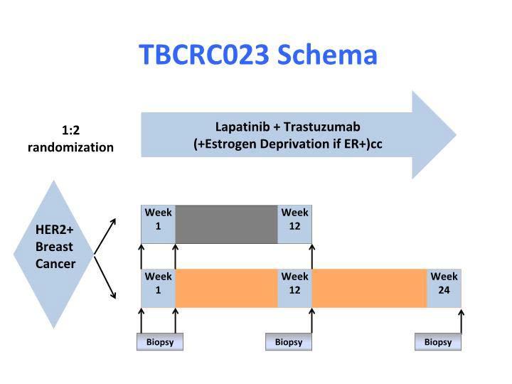 S6-02 Lapatinib + trastuzumab + endocrine therapy and no chemotherapy Hypothesis: Longer treatment