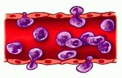 Leukocytes White blood cells WBC s are short lived Hours Days Nucleated cells without hemoglobin Two categories Granulocytes