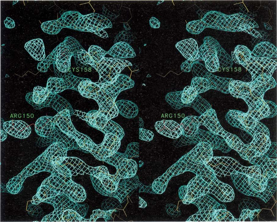 Defective receptor binding by mutant apolipoprotein Wilson et al. 715 Fig. 1. Stereoview of 2Fo-F electron density map in the region around the apo-e2 mutation (Argl 58-Cys).