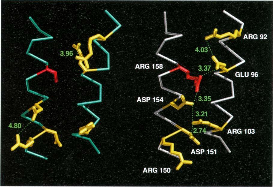 Defective receptor binding by mutant apolipoprotein Wilson et al. 717 Fig. 5. Comparison of the salt bridge networks in the apo-e2 (left) and wildtype apo-e3 (right) structures.