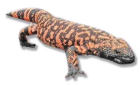 Synthetic version of the salivary protein found in the Gila monster More than 50 % amino acid sequence identity with human GLP-1 Binds to known human GLP-1 receptors Resistant to DPP-4