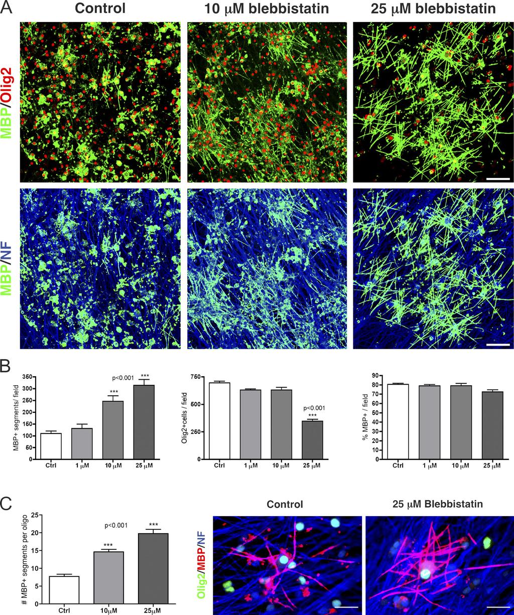 Figure 4. Myosin II inhibition in oligodendrocyte-drg cocultures enhances myelin formation. (A) Puriﬁed OL progenitors (OPC) were seeded onto 3-wk-old DRG neuronal cultures.
