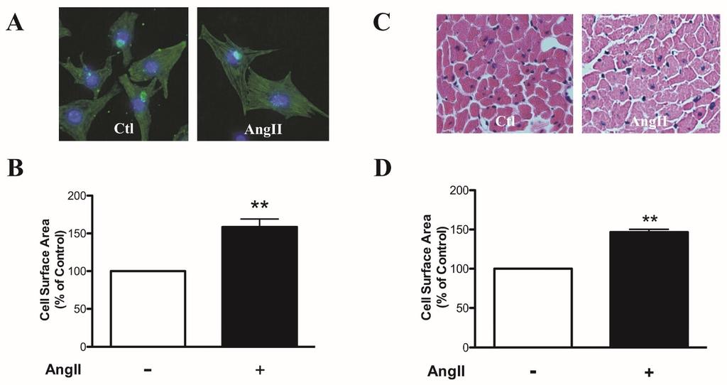Downregulation of let-7a in angiotensin II-induced cardiac hypertrophy We first established in vitro and in vivo mouse models of cardiac hypertrophy.
