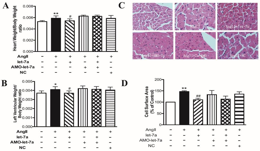28 Figure 7. Anti-hypertrophic effects of let-7a in mouse model of cardiac hypertrophy induced by AngII. Ratios of HW/BW (A) and LVW/BW (B) in different groups of mice.