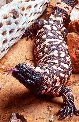 The Incretin Effect GILA MONSTER 7 8 Actions of