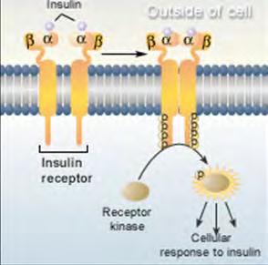 Adv Pathophysiology Unit 1: Cell, Gene, Inflamm, Immune Page 19 of 24 TRANSMEMBRANE (PROTEIN KINASE ENZYME) RECEPTORS : these will either activate an intracellular enzyme OR create a second messenger