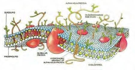 Adv Pathophysiology Unit 1: Cell, Gene, Inflamm, Immune Page 2 of 24 CELLULAR RECEPTORS: Protein molecules on cell membrane, in cytoplasm, on nuclear membrane, on DNA, These receptors can recognize