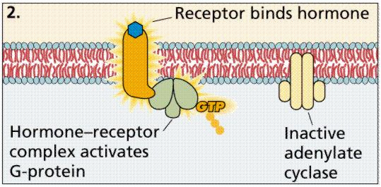 interaction with the receptor results in the formation of another (second) chemical o the first ligand (that binds to the cell membrane receptor and activates