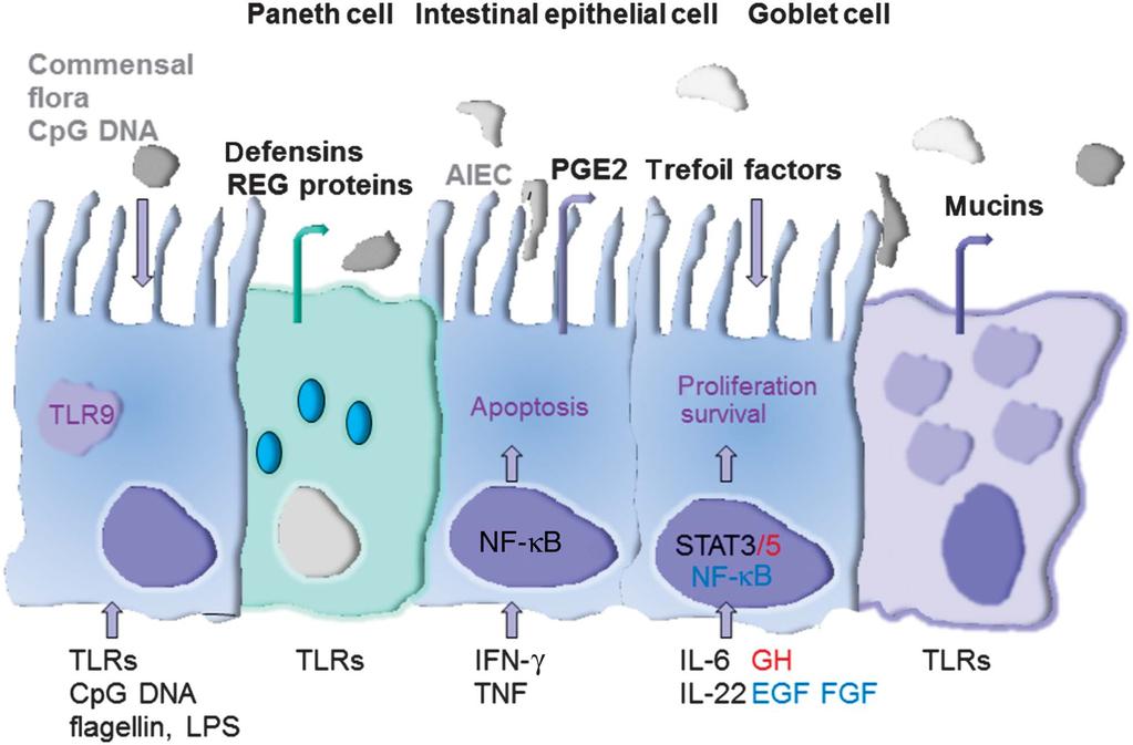 MUC3) and prevented TNF-mediated IEC apoptosis, suggesting that defensins have pleiotropic protective functions in experimental wound healing in addition to their effects on epithelial restitution.