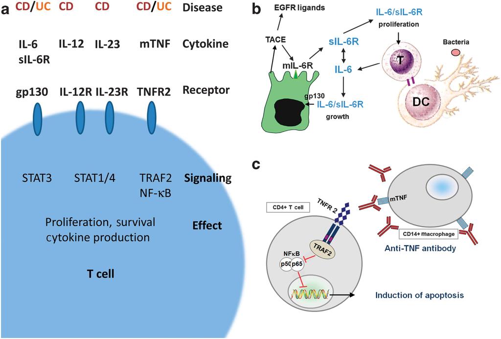 Figure 3 Signaling events in inflammatory bowel diseases. (a) Cytokine signaling events that have major effects of T-cell activation and survival in inflammatory bowel disease (IBD) patients.