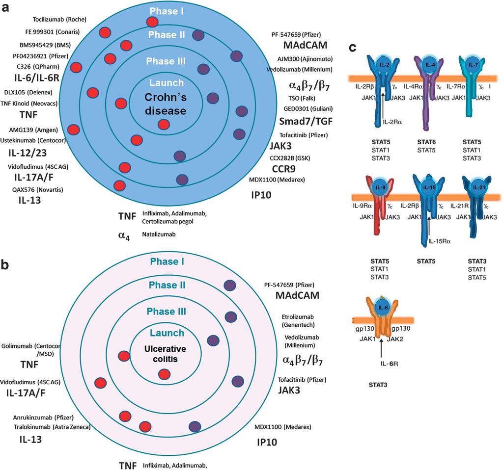 Figure 4 New therapeutic concepts in inflammatory bowel diseases.
