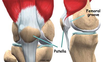 The patella (kneecap) is the moveable bone on the front of the knee.