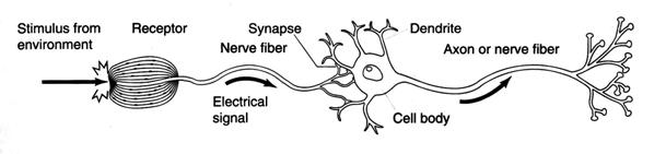 Neurons Neuron: Basic element of the nervous system Three parts of a neuron Cell
