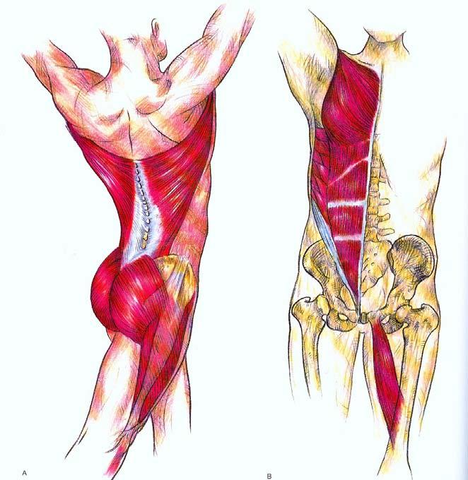 Global Muscular System The global system is primarily responsible for movement and consists of more superficial musculature.