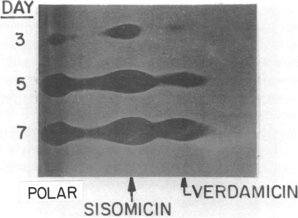 VOL. 10, 1976 DAY_LAR FERMENTATON PROCESS OF VERDAMCN 365 po L 3R, AMa N. FG. 1. Bioautogram of A fractions, developed in a descending system of the lower phase of chloroform- paper.