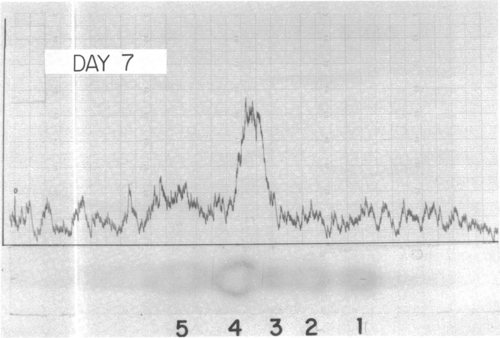 DAY 7 i i A.,ri,, J ~~ j ; i½j ;>t!^ 1>/SQlv fta.t h\, / 5 4 3 2 1 FG. 4. Radioactivity scan of a ninhydrin-treated B fraction of a 7-day sample, developed in propanolpyridine-acetic acid-water.