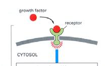 Levels of cell cycle regulation: oncogenic factors