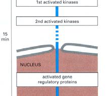 have been found to be protein tyrosine kinases.