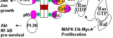 In addition to the primary phosphorylation sites in receptors such as EGFR, there are secondary sites that bind other SH2 domain proteins with different effector domains; these include additional