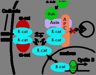 intracellular l effectors called catenins.