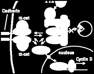 The local concentration of cadherin at junction helps sequester the cytoplasmic pool of -catenin, which limits the amount