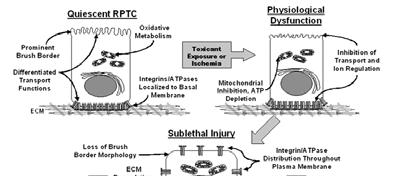 Repair and regeneration of renal proximal tubular cells (RPTC) following acute sublethal toxicant injury.