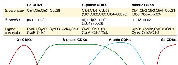 Activity of G 1 CDKs promotes the passage of cells through