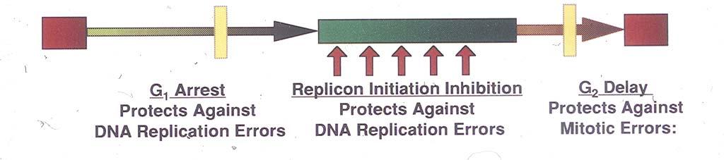 M Cell Cycle Checkpoints G 1 S G 2 M G 1 Delay G 2 Delay UV IR IR DNA Damage DNA Damage ATR
