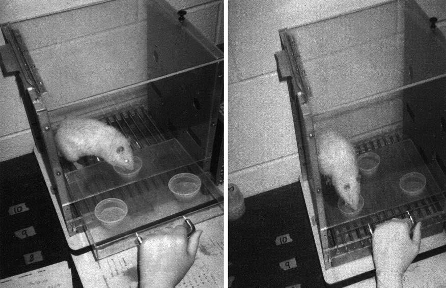 IDENTITY MATCHING 205 Fig. 1. Photographs of the two-comparison apparatus are shown with the rat at the sample cup in the left panel and at one of the comparison cups in the right panel.