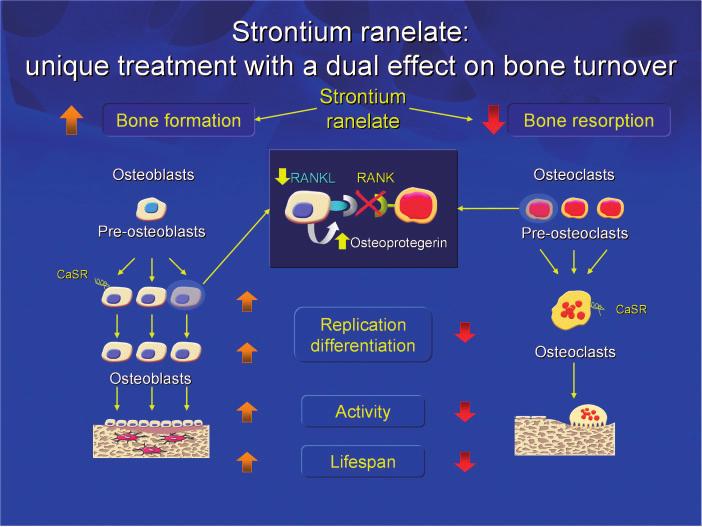 Strontium ranelate improves microarchitecture iv11 FIG. 1. Putative mechanisms of action of strontium ranelate on bone cells.