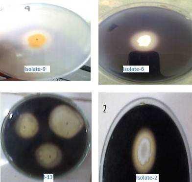 Characterization of the organisms Colony characterization The isolates were primarily differentiated on the basis of the colony appearance on the Nutrient agar medium.